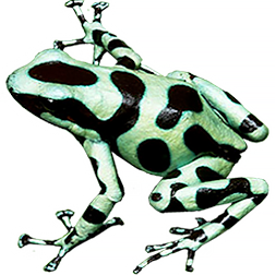 Portobello Auratus